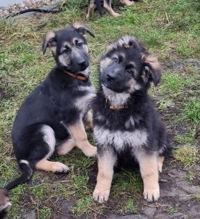 Knuffige Bande von Schäferhundwelpen !