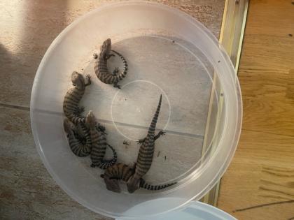 Riesenblauzungenskink Tiliqua Gigas 
