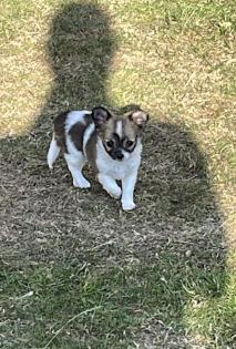 Reinrassige Chihuahua Rüden