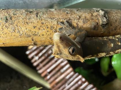 Kronenkopfgecko zu verkaufen 