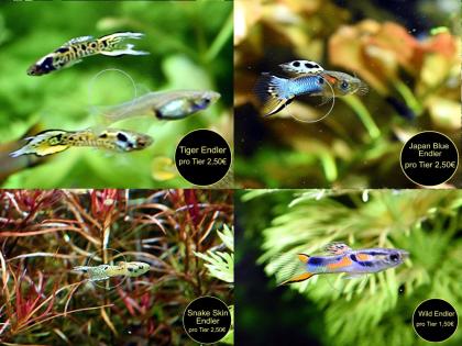 Endler, Guppy, reinerbig, ab 1,50€ (Versand/ Abholung)