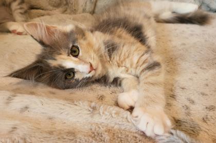 Audrey - süßes Maine Coon Kätzen mit Stammbaum