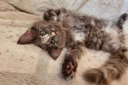 Amely - süßes Maine Coon Kätzen mit Stammbaum