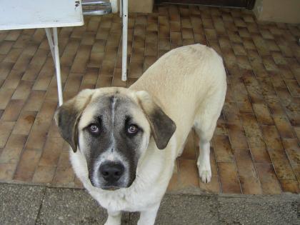 Anatolische Hirten-Hunde ( Kangal)
