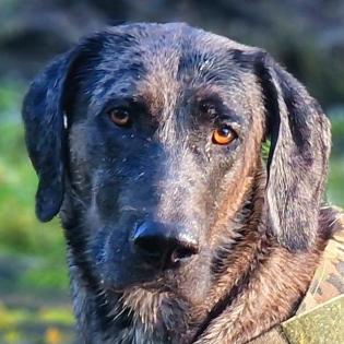 KENAI - Doggen-Mix - 2 Jahre - Tierhilfe-Franken e.V.