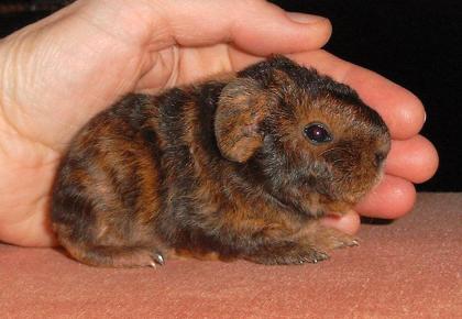 Junge Rasse-und Hausmeerschweinchen