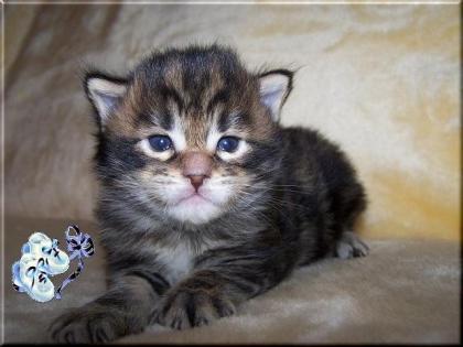 Maine Coon Kitten!!!