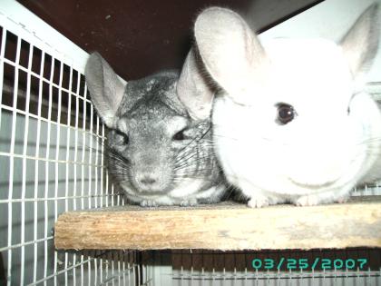 2 Chincillas+Käfig