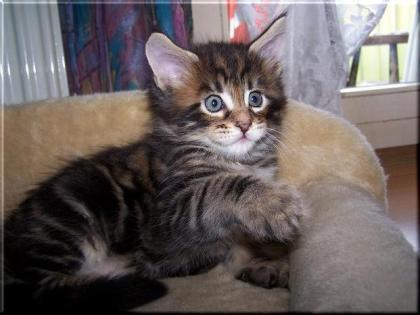 Maine Coon Babys