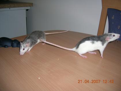 Husky ratten mit käfig und viel zubehör abzugeben