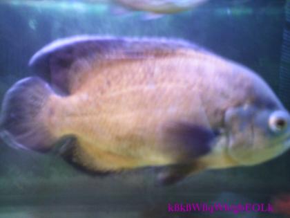 Aquarium 200l