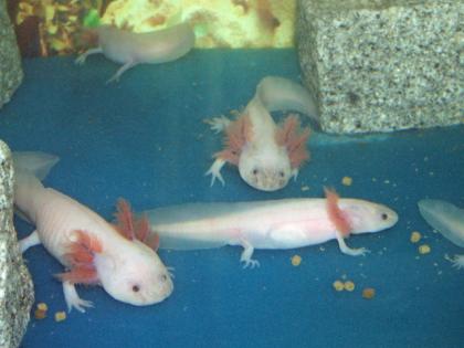 Axolotl, Weißlinge abzugeben
