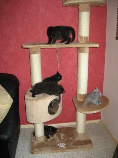 3 schwarze Mini Panther (Mutter BKH)