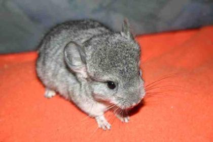 Chinchillajungtier > Weibchen ~ 50,- Euro *Köln*