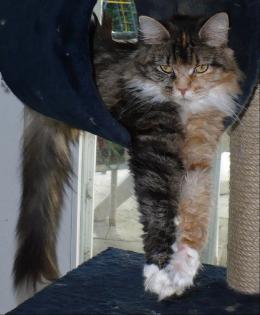 MANIE COON ZUCHTKATZEN UND KITTEN MIT PAPIEREN ABZUGEBEN!!