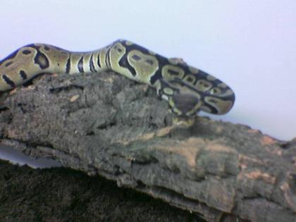  Schöne Königspyton (Python Regius)