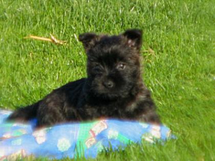 CAIRN TERRIER MÄDEL BIBBY SUCHT LIEBEVOLLE FAMILIE++