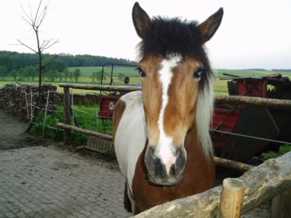 Verkaufe Pinto-Isländer-Mix Stute (7 Jahre)