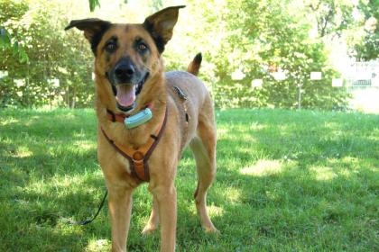 AMY-MA - Mali-Schäferhund-Mix - 7 Jahre - Tierhilfe-Franken e.V.
