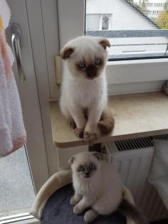 Scottisch fold kitten