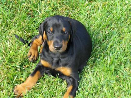 1A Dobermannwelpe Hündin  zu verkaufen