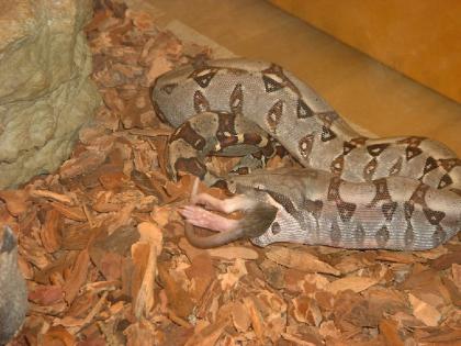 Boa Constrictor C.  Nachzuchten abzugeben!!!