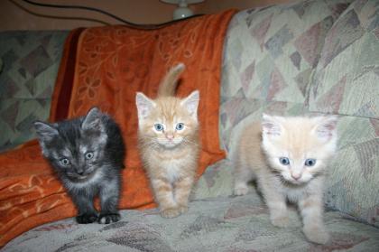 Main Coon  Mix Kitten