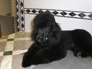 2 schwarze Zwerg Pudel Welpen, 6 Monate alt (Düsseldorf)