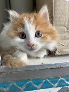 Main Coon - Perser Babys
