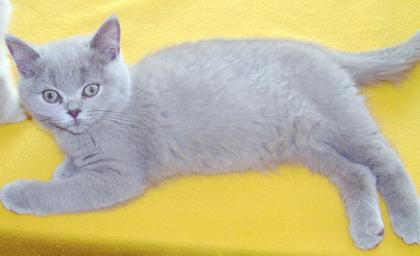 BKH Katzenbabys abzugeben 14 Wochen alt