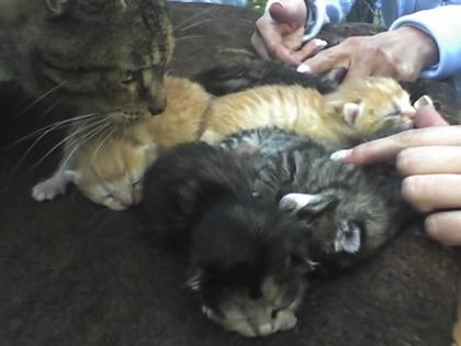 Katzenbabys zuverkaufen!