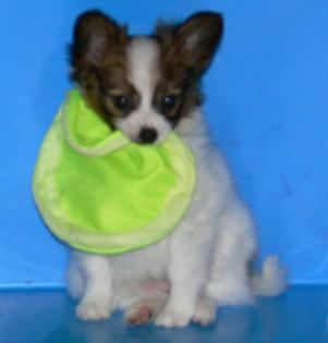 Wunderschöner Papillon Welpe