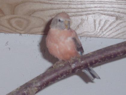 Bourkesittich