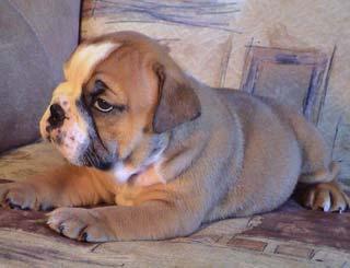 Englische Bulldoggenhündchen zum Verkauf