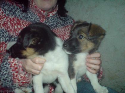 Aufgeweckte, verspielte glatthaar-foxterrierwelpen