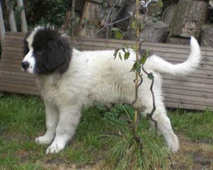 Wunderschöner Landseer-Rüde m. P.
