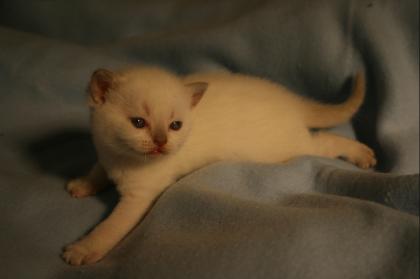 BKH Colourpoint Baby´s in Choclate- und lilacpoint