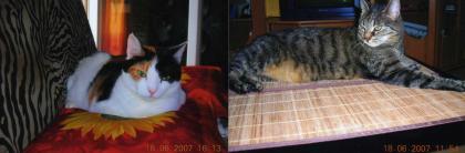 2 Katzen in liebevolle Hände abzugeben-EILT!