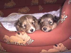 Sheltiewelpe (Rüde) sucht noch eine Familie