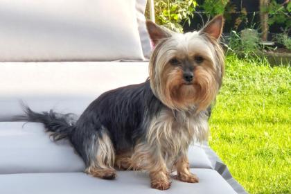 NOLLY - Yorkshire - 6 Jahre - Tierhilfe-Franken e.V.