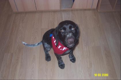 Süsser jagdhund-labradormischling
