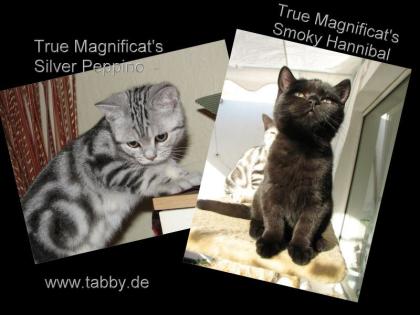 BKH Silber-Minitiger und Minipanther abzugeben