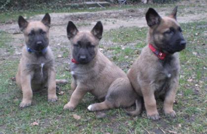 Malinois Welpen
