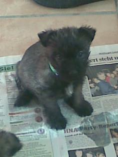 CarnTerrier
