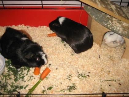 Kleinanzeigen verkauf 	3 Schweinchen in liebe Hände abzugeben