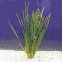 Schwertträger,Molly´s und Vallisneria