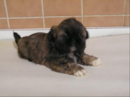Shih-tzu Welpen