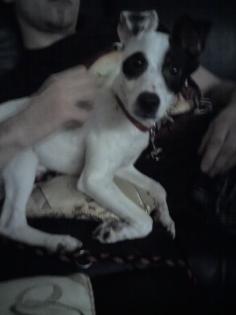 Jack Russell Welpe rüde
