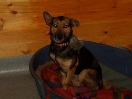 Mallorchinische Schäferhündin