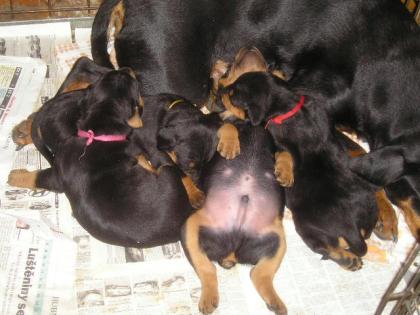 Deutsche Pinscher Welpen